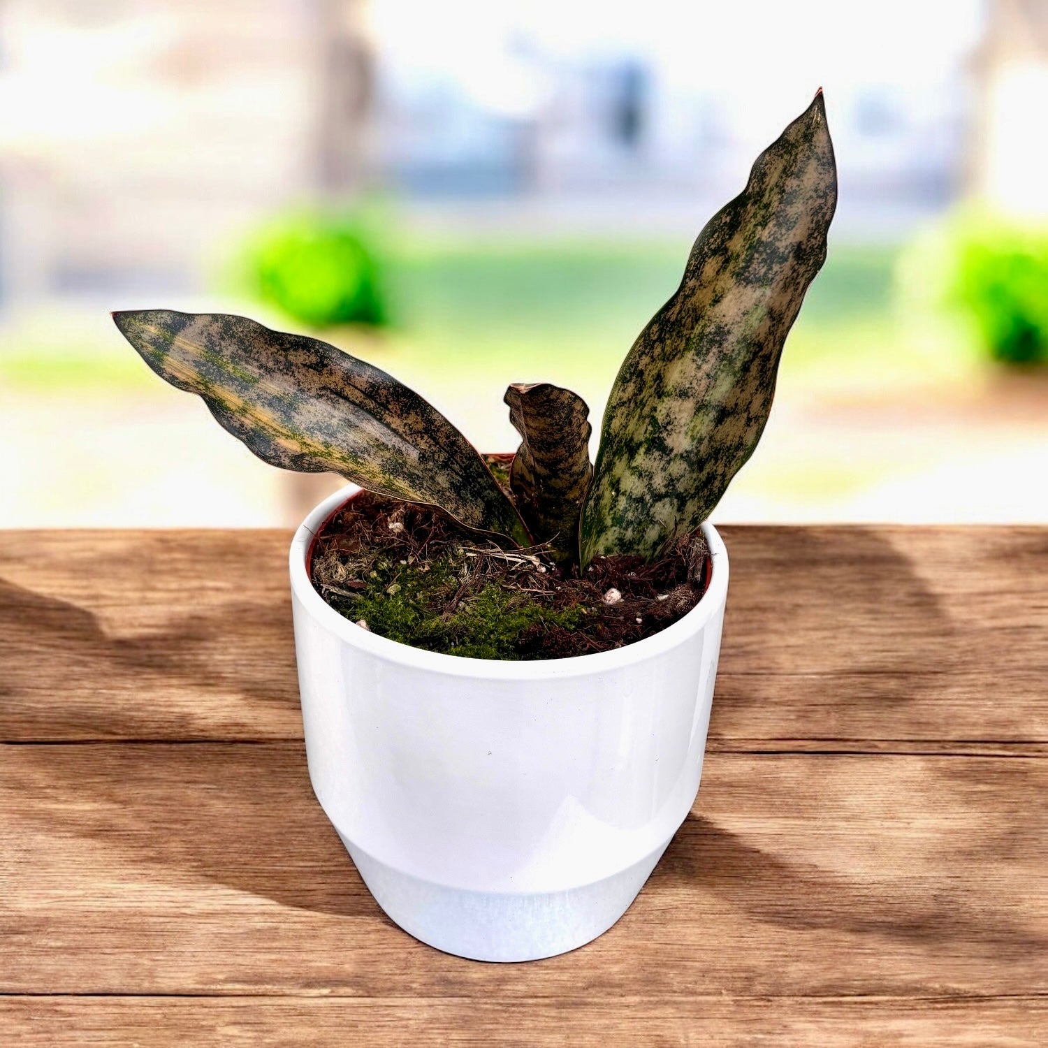 Sansevieria kirkii ‘Coppertone Variegata’