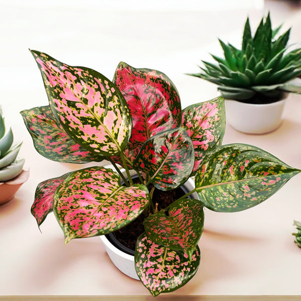 Aglaonema Red Valentine