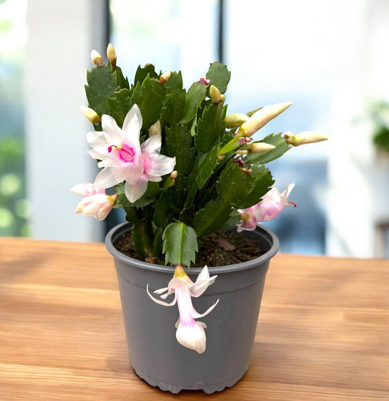 Schlumbergera alba ‘’ White” - exemplare XL