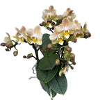 Phalaenopsis Aromio Powdery - flori intens parfumate