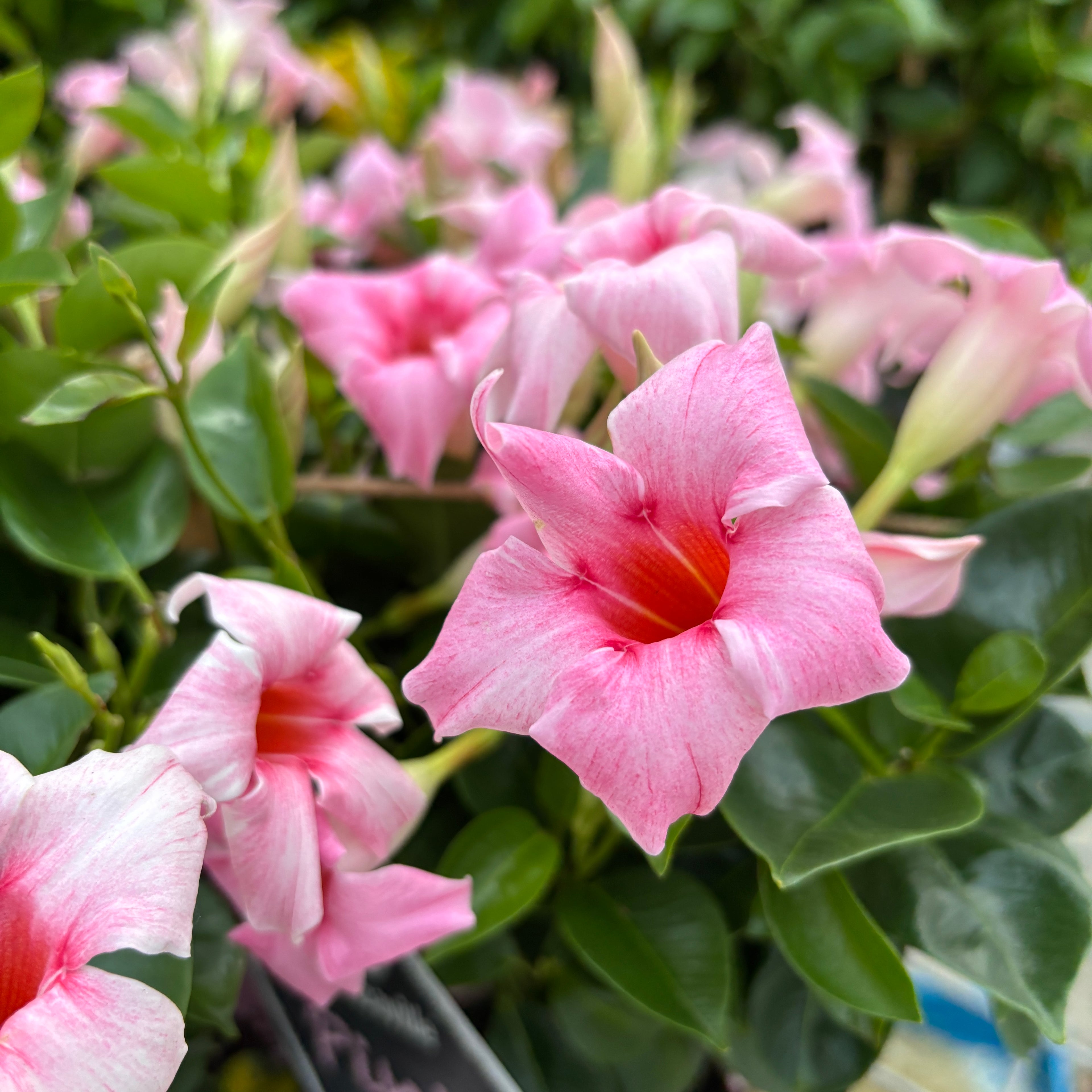 Mandevilla Sundaville® Pink Cream - Planta cataratoare exotica cu flori roz-crem parfumate