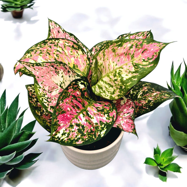 Aglaonema 'Jazzy Red'