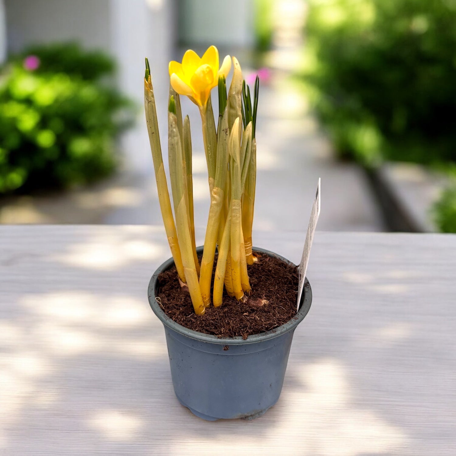 Crocus ‘Romance’ – brandusa galben-pal, una dintre cele mai timpurii infloriri de primavara