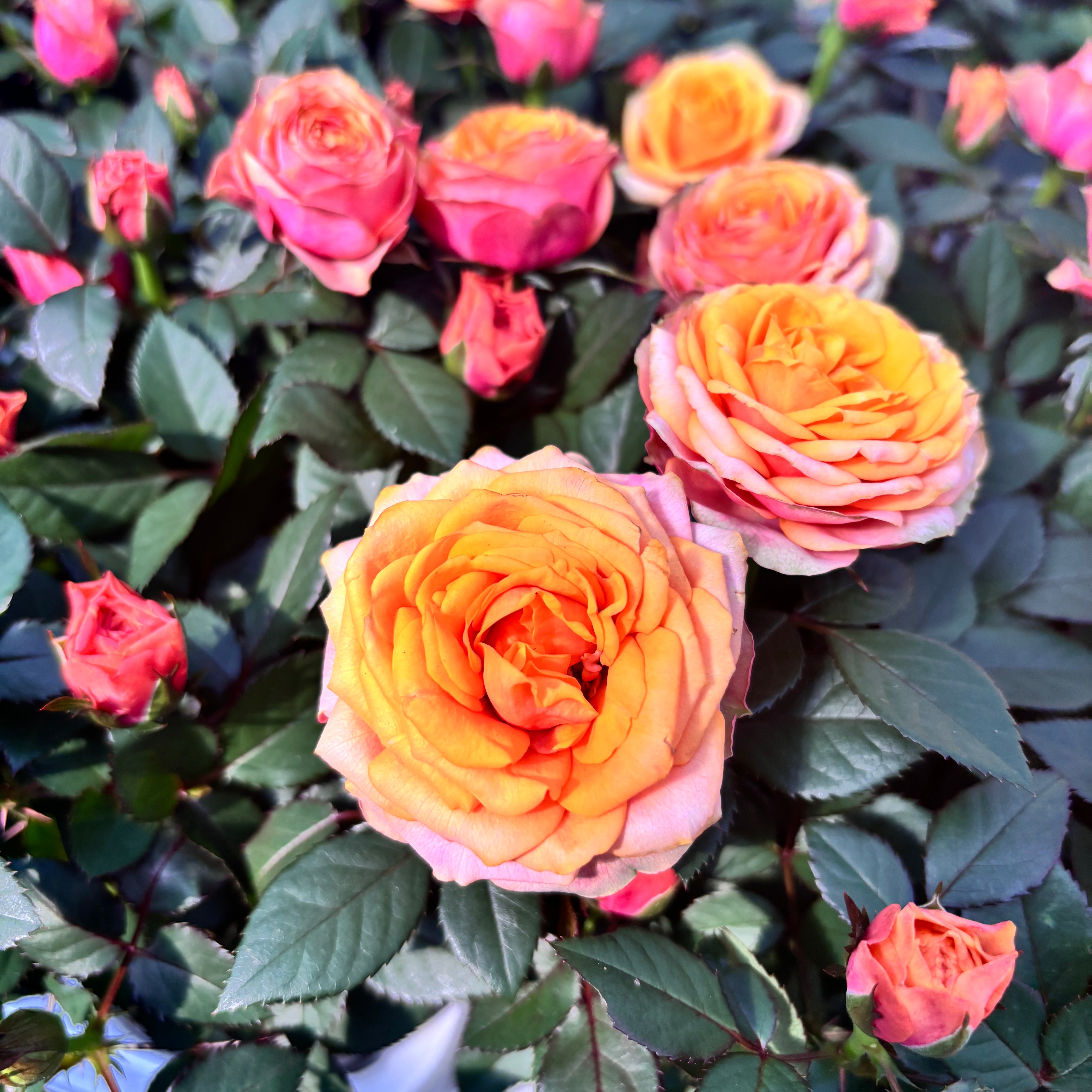 Trandafiri pitici Rosa 'Firebird' (Kordana Grande) - flori mari si