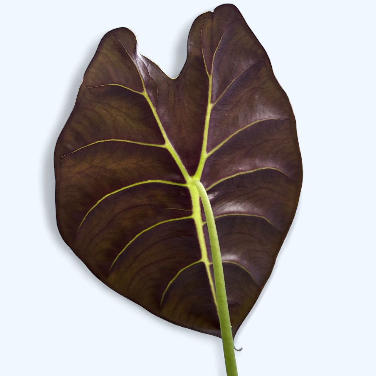 Alocasia ‘Golden Bone’ – frunze aurii cu reflexii tropicale