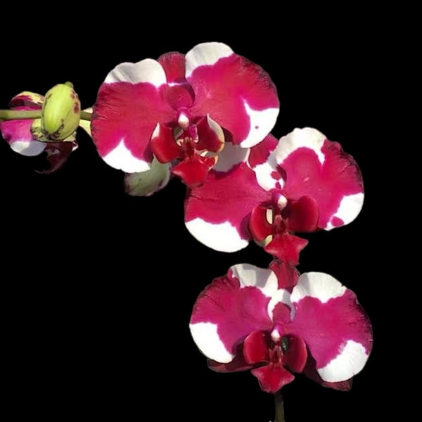 Phalaenopsis Fullers Sonnenschein