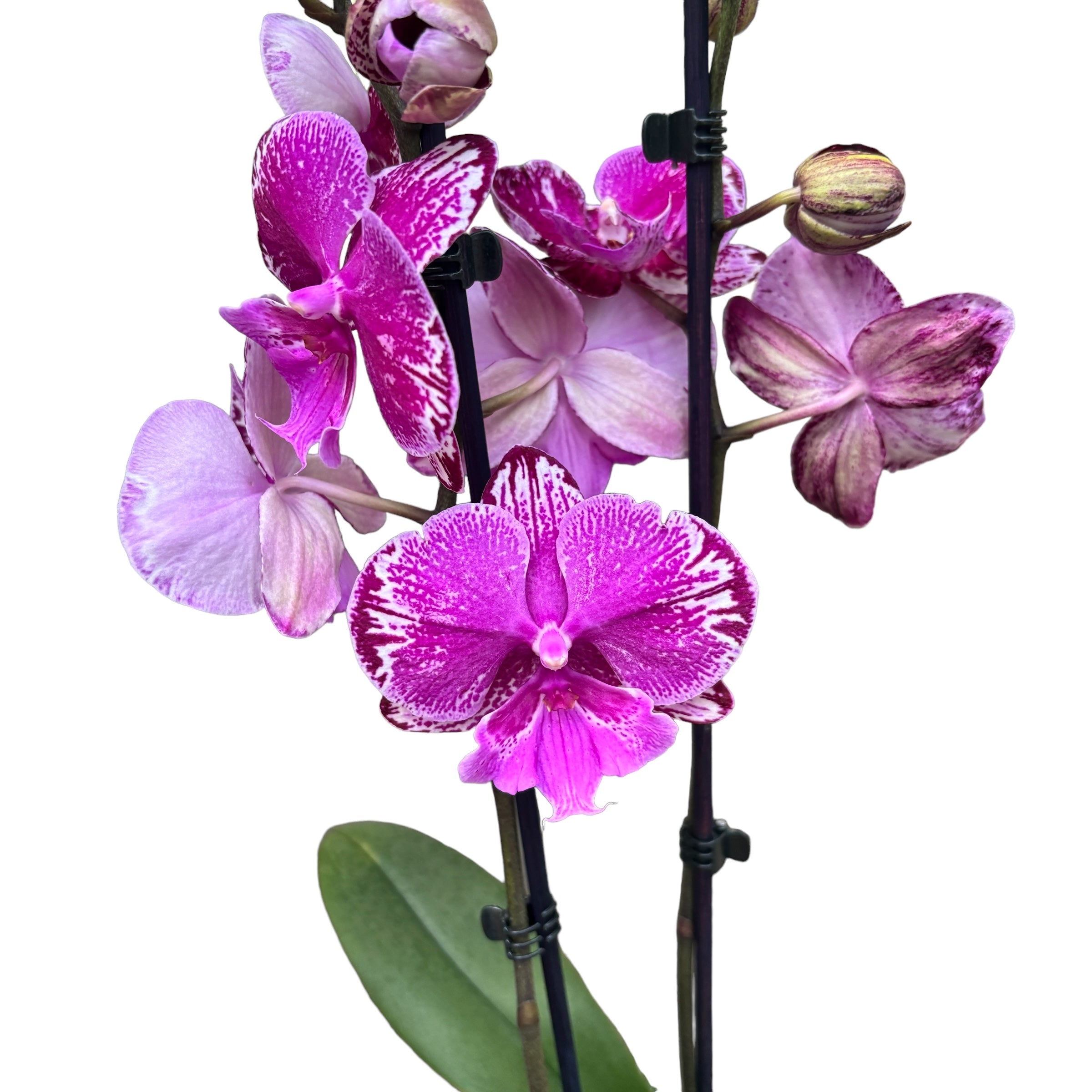 Phalaenopsis 'Limited #46' grande lèvre