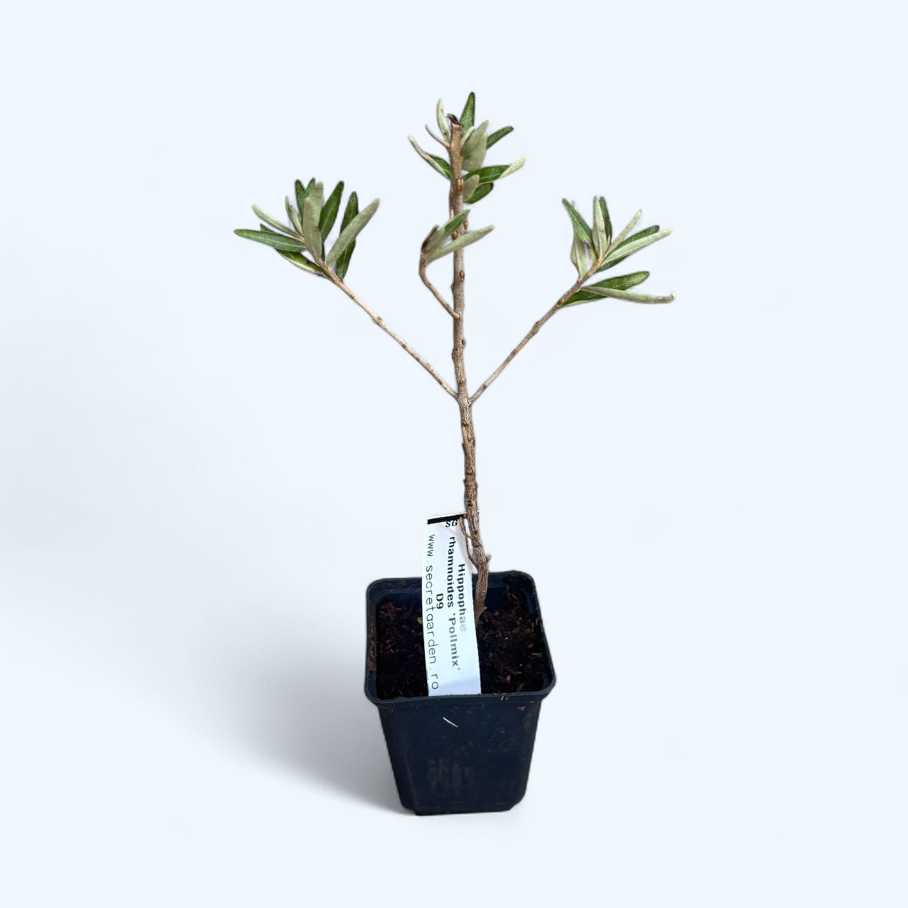 Catina - Hippophae rhamnoides 'Pollmix' D9 (mascul polenizator)