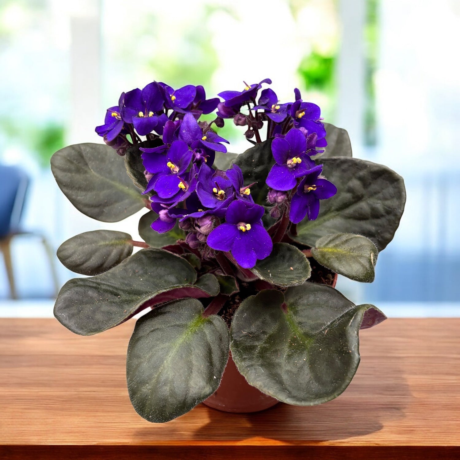 Violete - Saintpaulia Inova Spectra Blauw