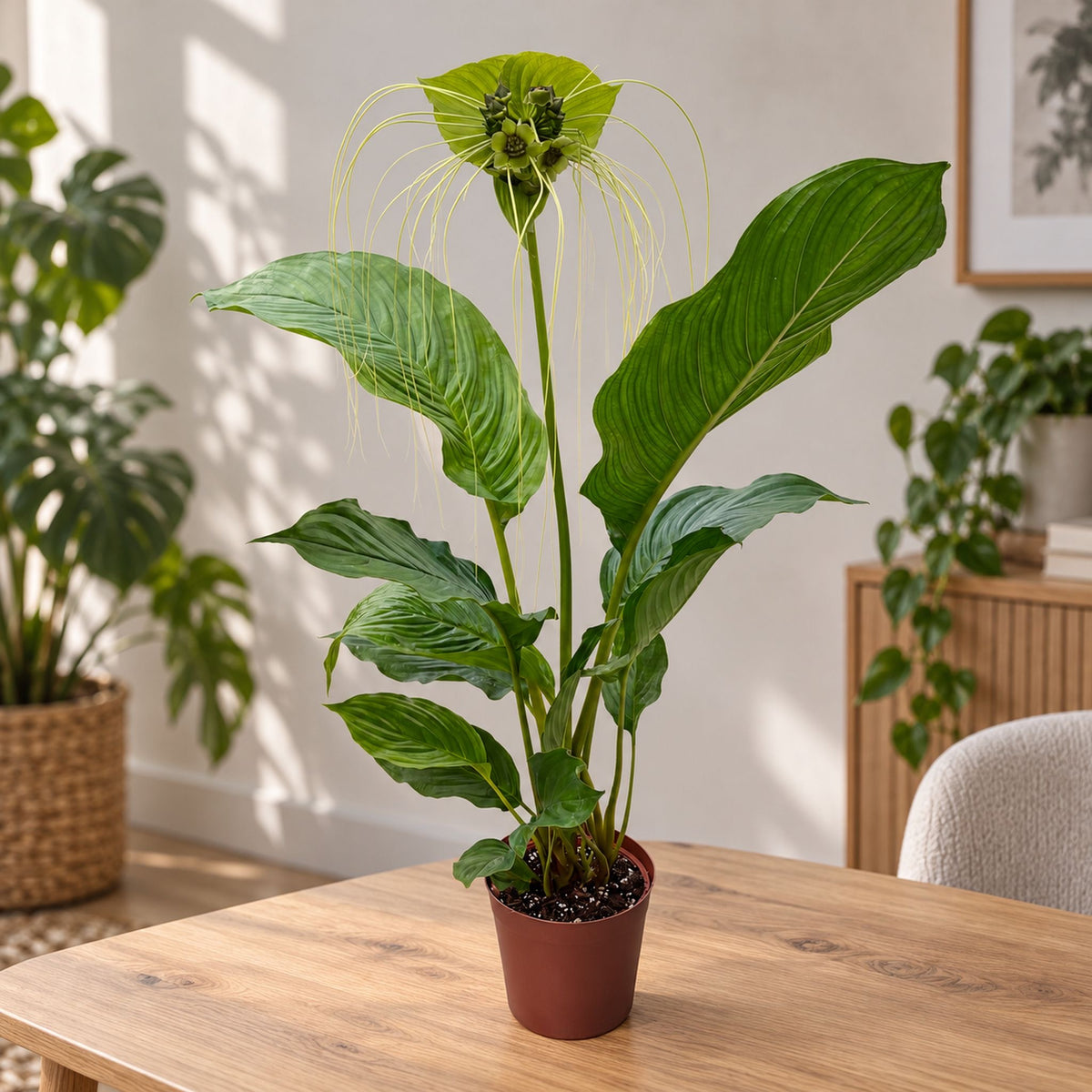 Tacca chantrieri 'Green Isle'– smaragdový netopýří květ, velkolepá tropická rarita