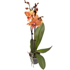 Phalaenopsis GC Reyoung Sisha (Big Lip)