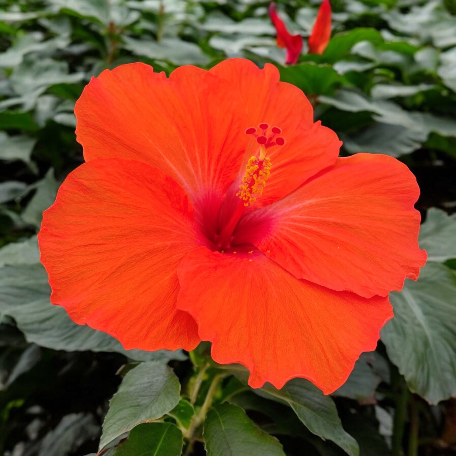 Hibiskus Hera - kwiaty XL (2 rośliny/doniczka)