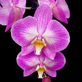 Phalaenopsis rozdělený