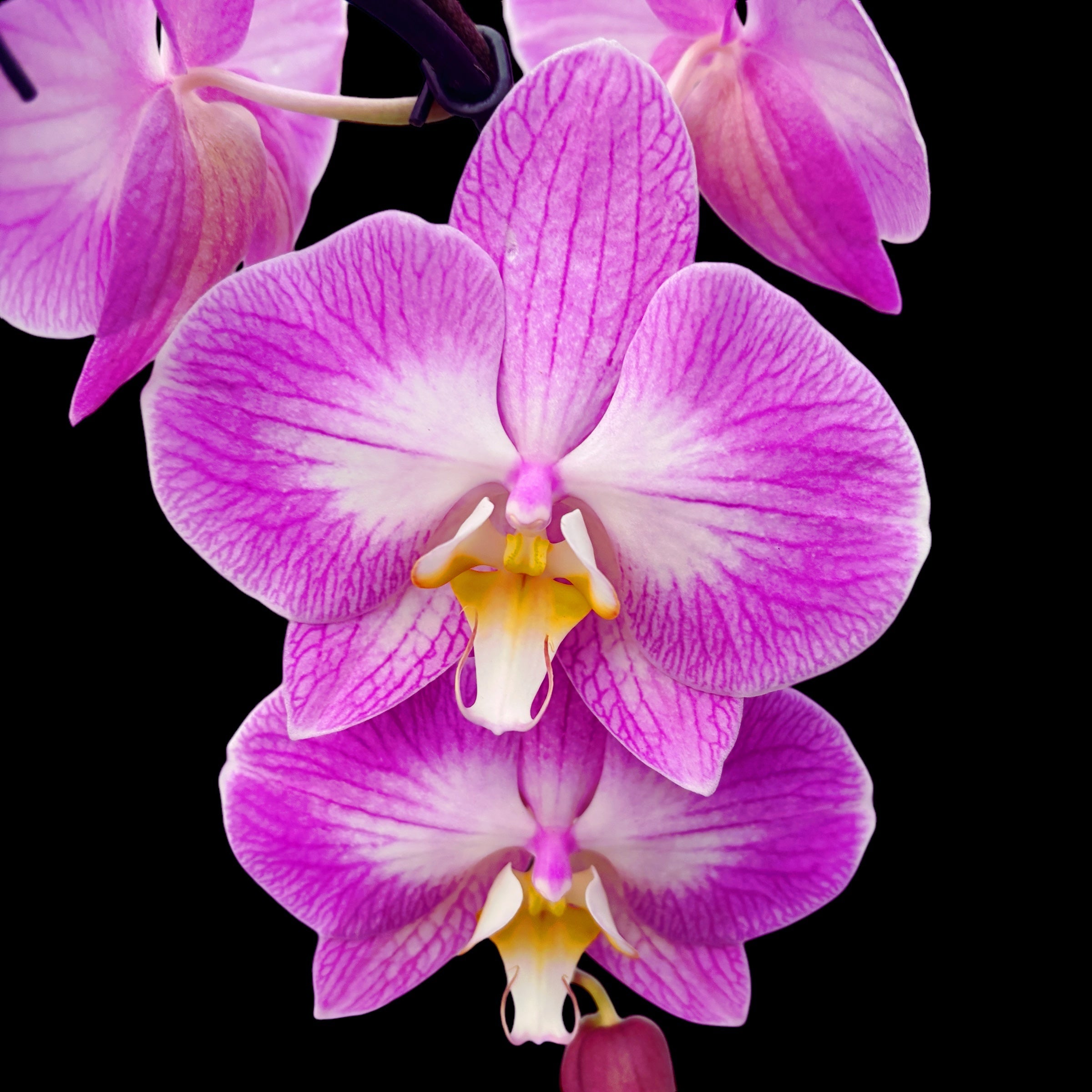 Phalaenopsis Divisa