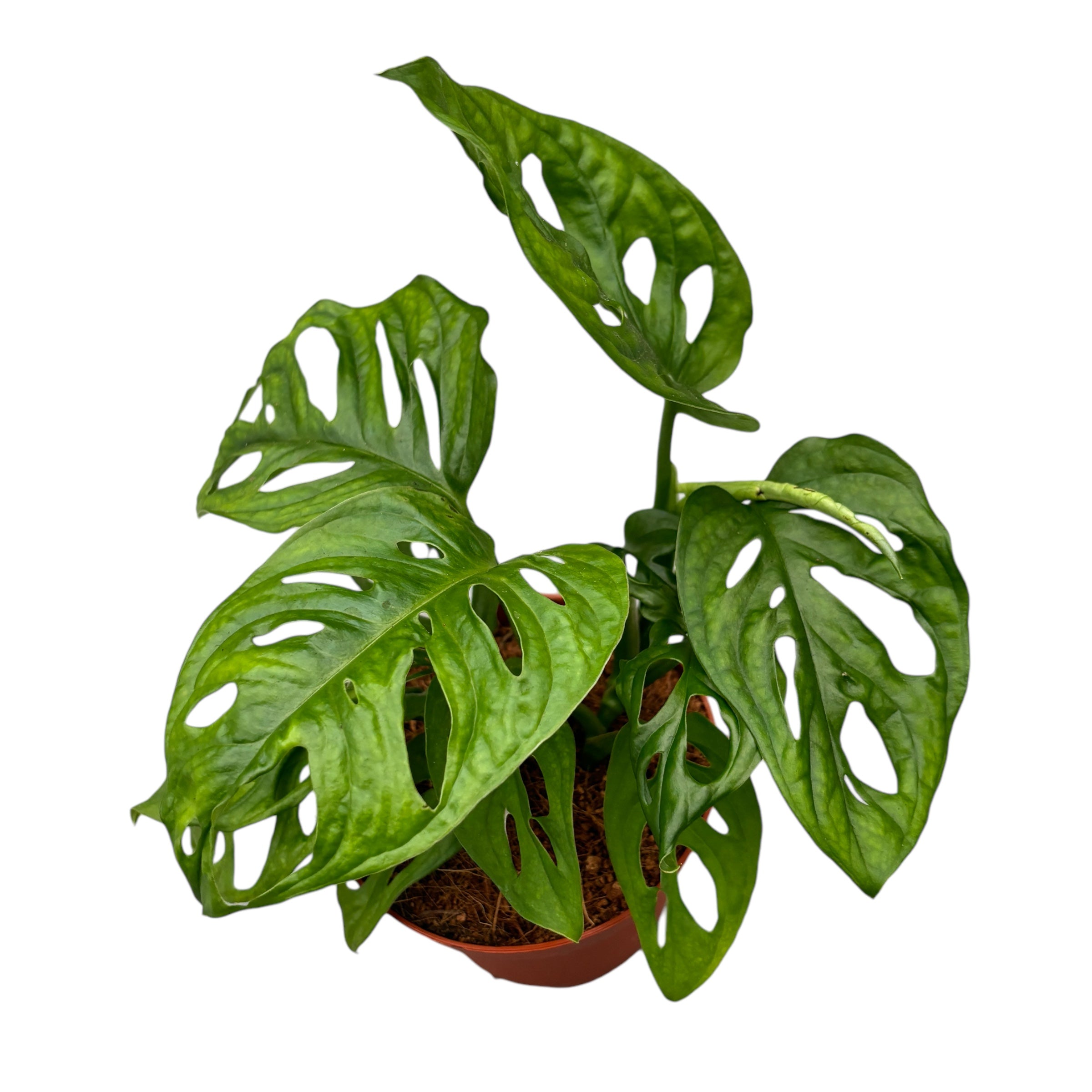 como podar monstera adansonii Monstera Adansonii (Filodendro Máscara de Mono) D12 – Secret Garden Plant Shop