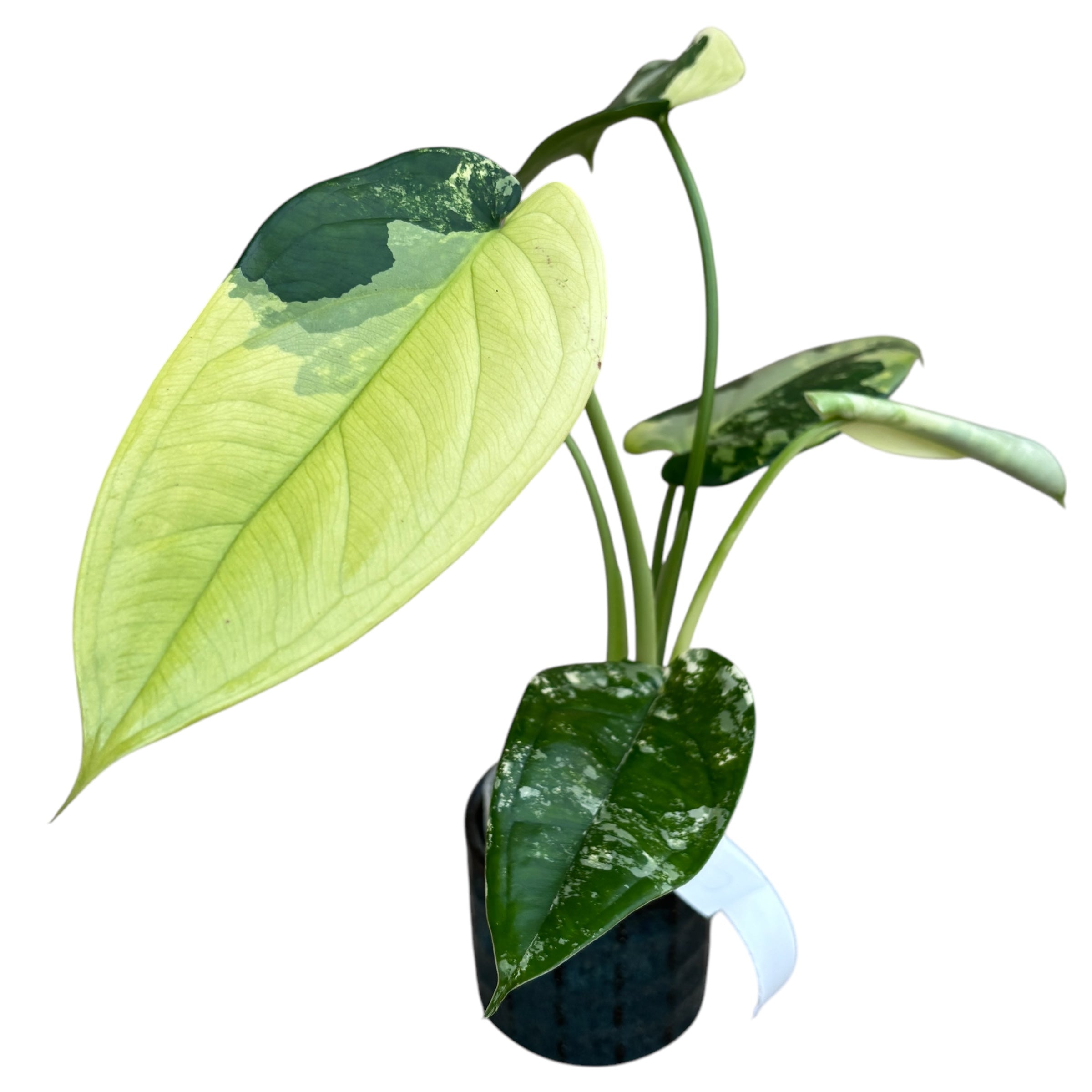 Syngonium chiapense 'Variegata'