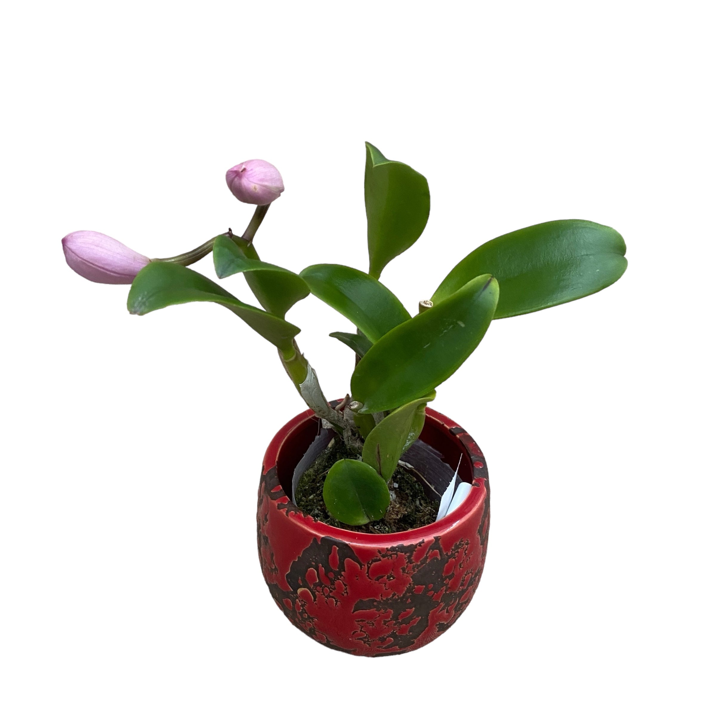 Ctt. Doris and Byron 'Christmas Rose' parfumata