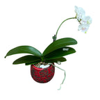 Phalaenopsis SOGO '5545' (Big Lip)