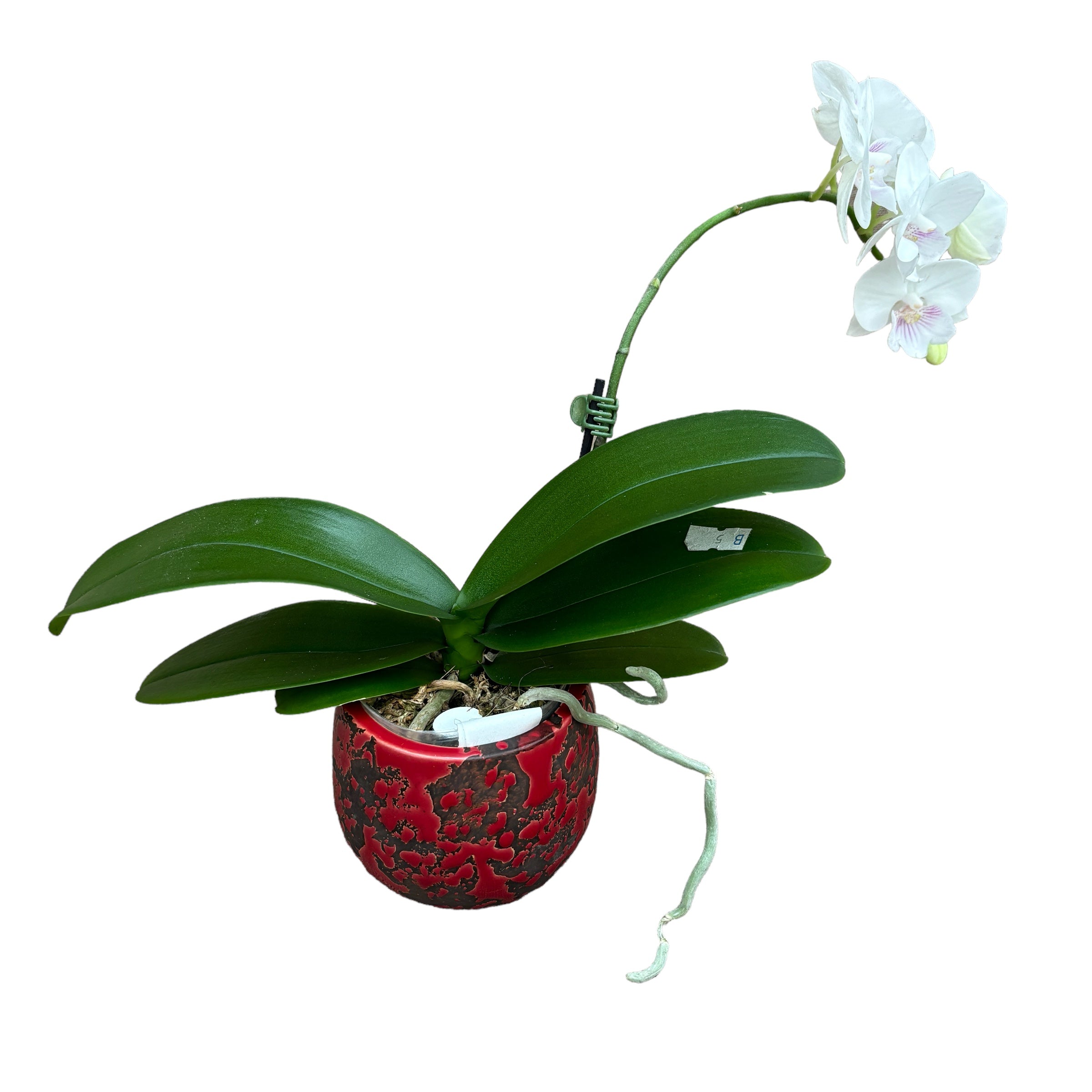 Phalaenopsis SOGO '5545' (Big Lip)