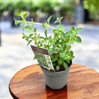 Origan - Origanum vulgare (culture biologique)