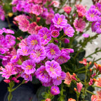 Lewisia 'Mountain Dreams' mix - rezistenta si deosebit de frumoasa