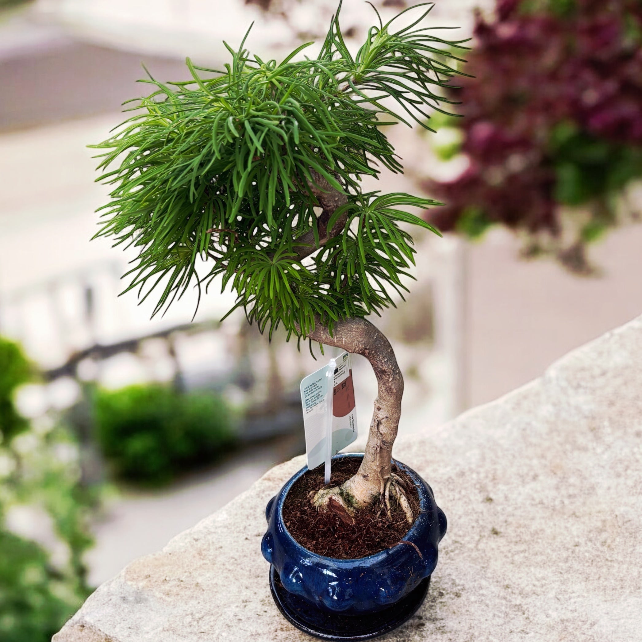Bonsai Pseudolarix (forma S)