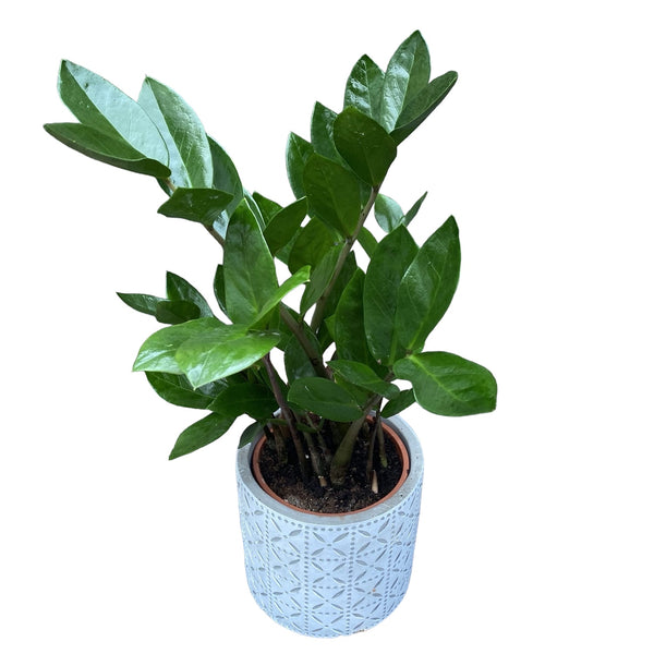 Zamioculcas H30-40 cm - Money plant