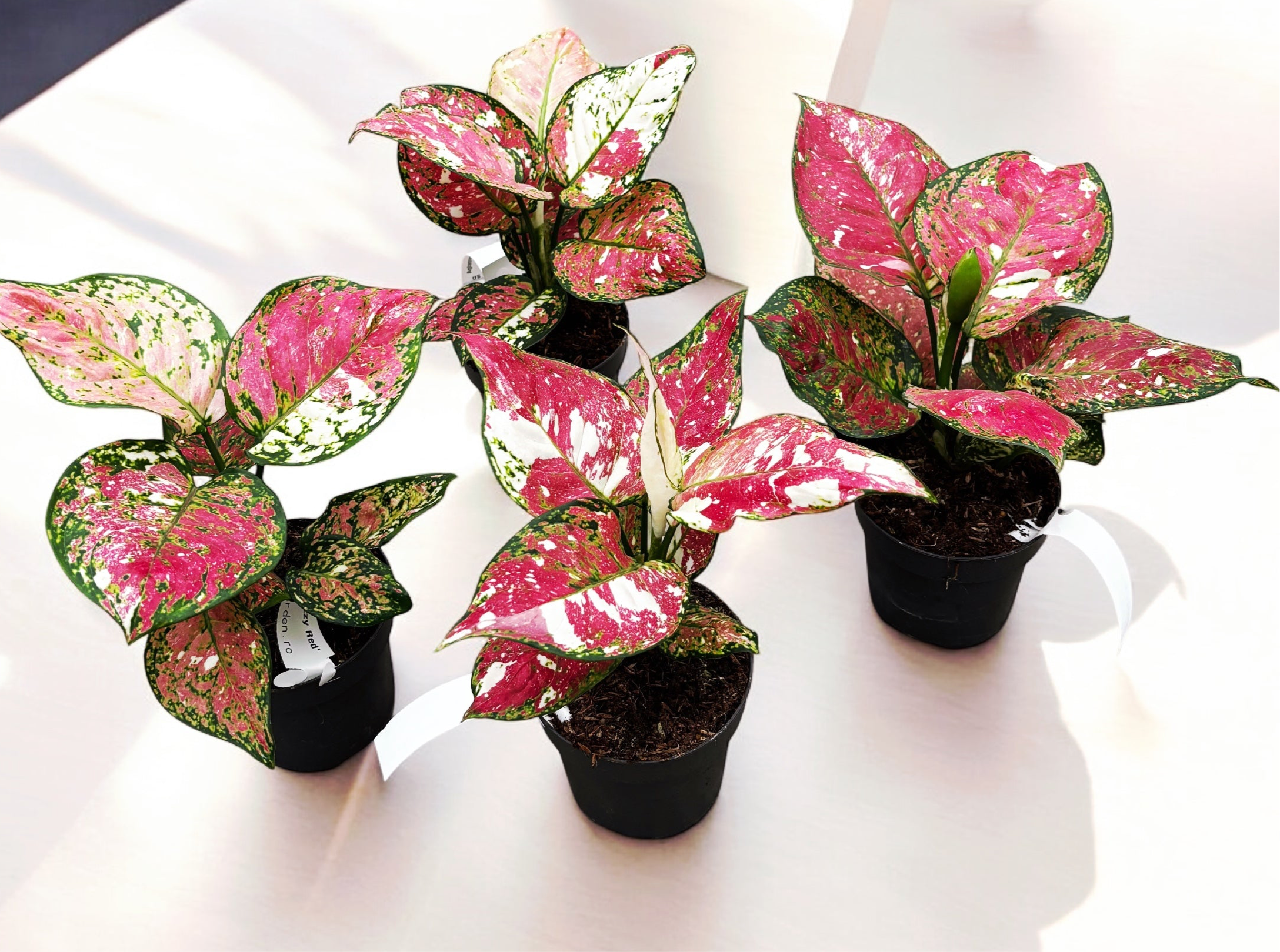 aglaonema jazz series Aglaonema 'Jazzy Red' – Secret Garden Plant Shop