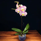 Phalaenopsis Rapunzel