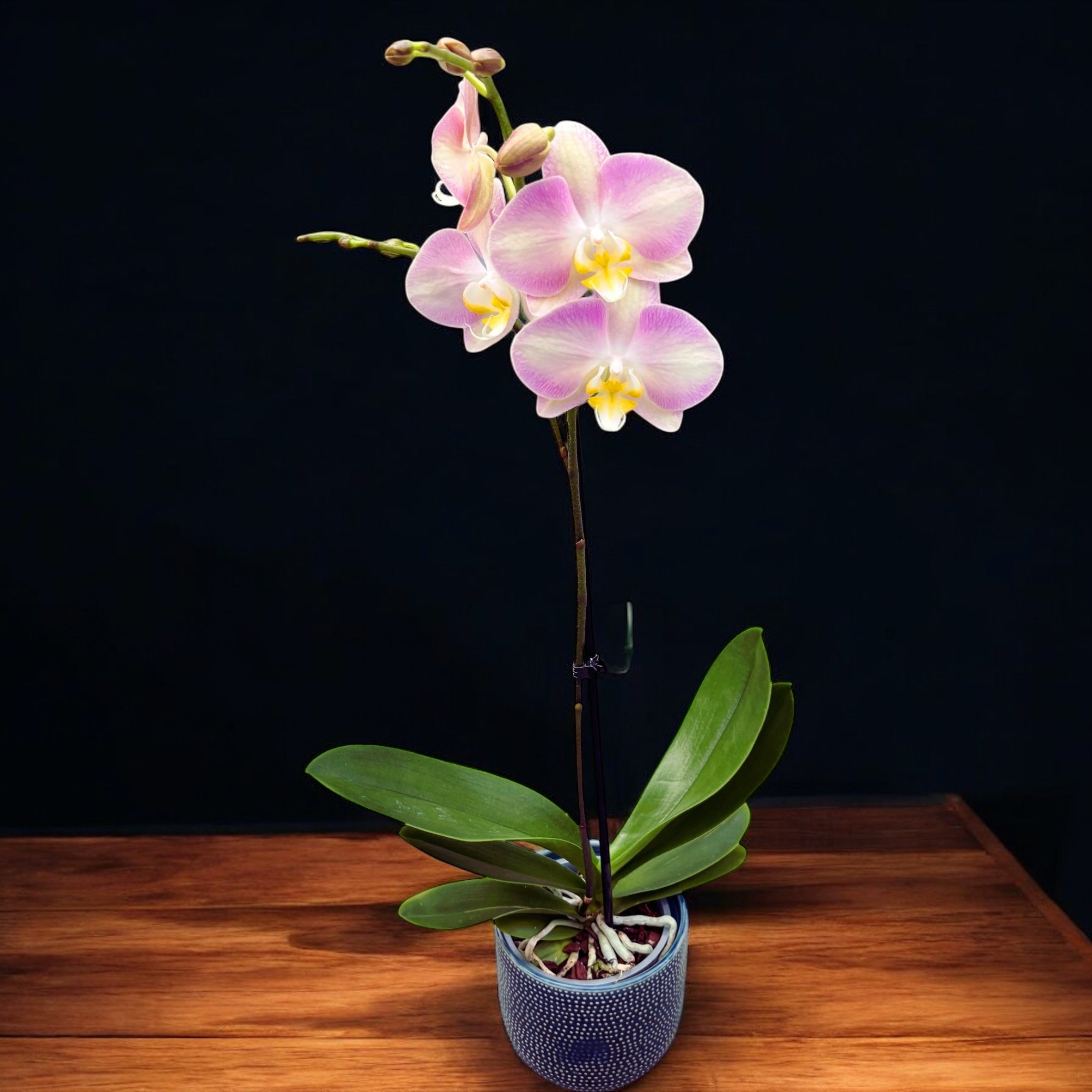 Phalaenopsis Rapunzel