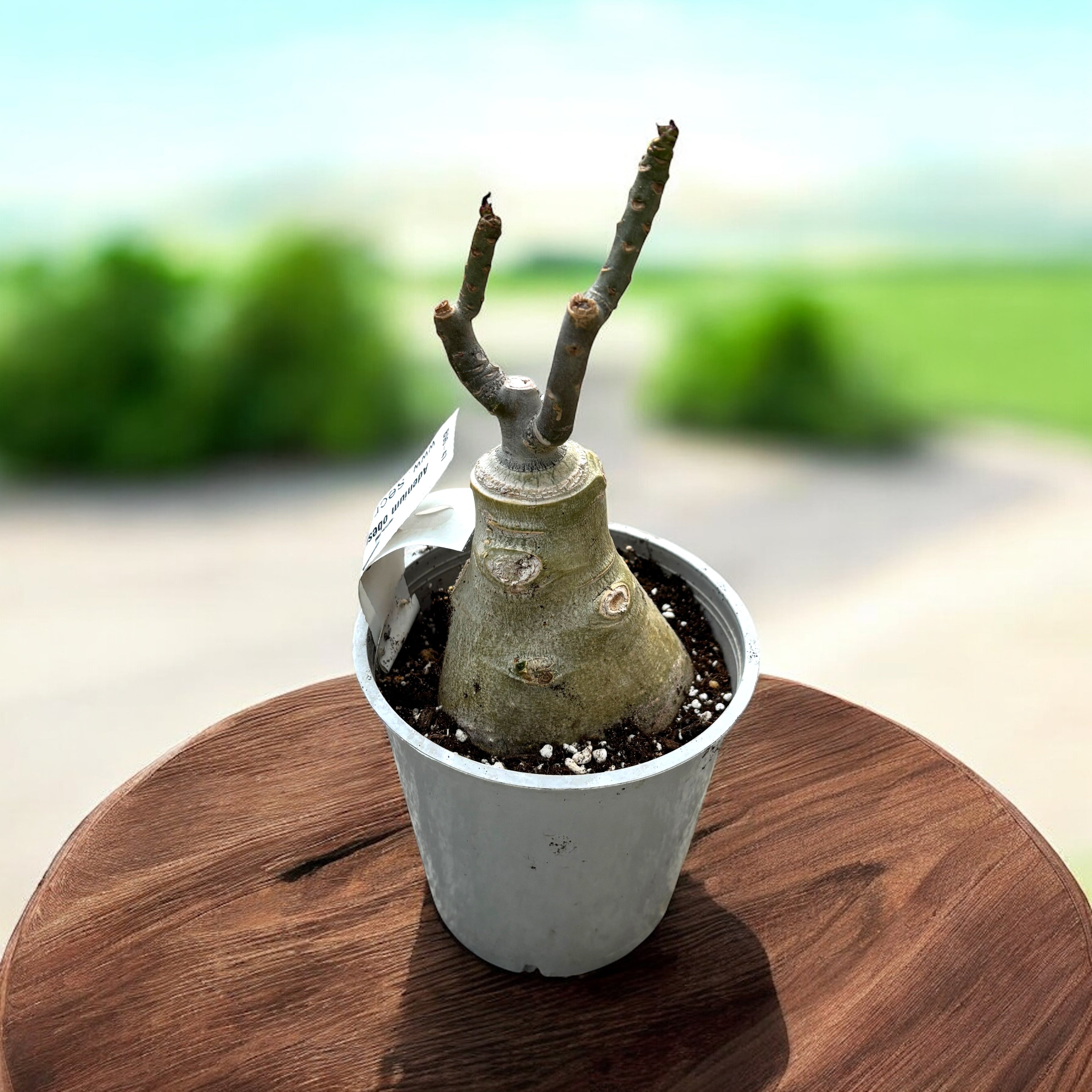 Adenium obesum 'Golden Bambi' (variegated)