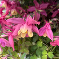 Aquilegia caerulea Pink (caldarusa de munte roz)