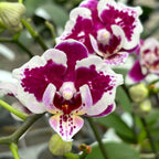 Phalaenopsis Miki Violet Butterfly