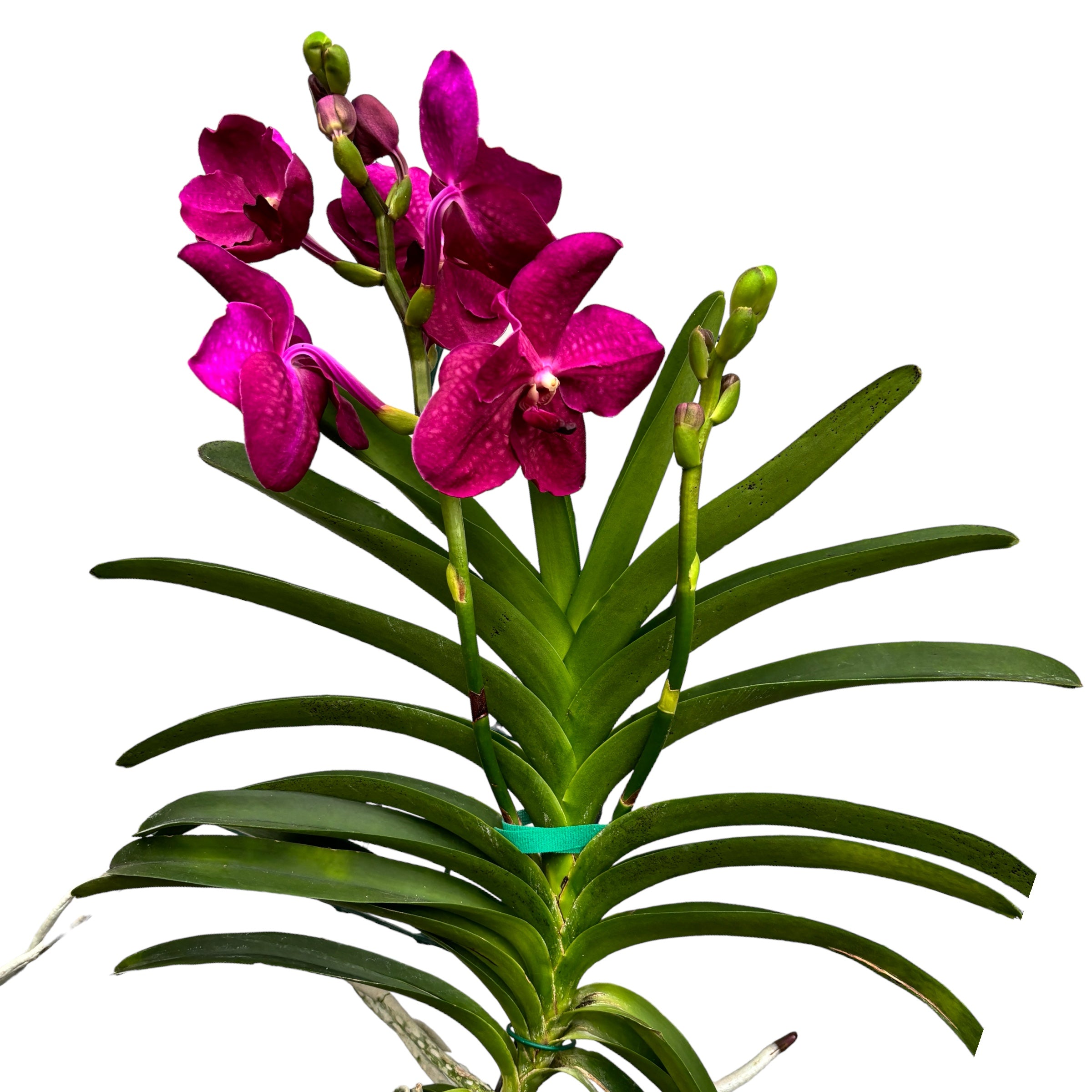 Vanda Pure Purple 858 (Ansu)