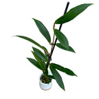 Hoya siariae 'Pink' (Hoya blashernaezii ssp. siariae 'Pink') - entwickelte Exemplare