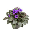 Saintpaulia Micro Blue - violetas especiales con flores dobles