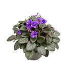 Saintpaulia Micro Blue - violetas especiales con flores dobles
