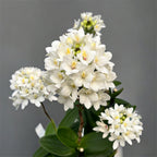 Epidendrum radicans „White Ember“ XL