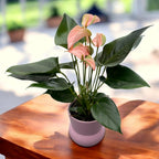 Anthurium ‘Joli Peach' cu masca deco si sistem cu autoirigare
