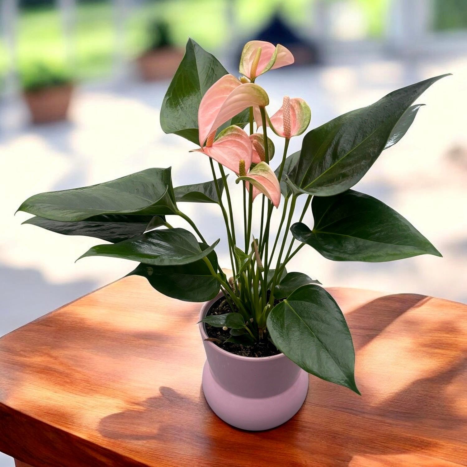 Anthurium ‘Joli Peach' cu masca deco si sistem cu autoirigare
