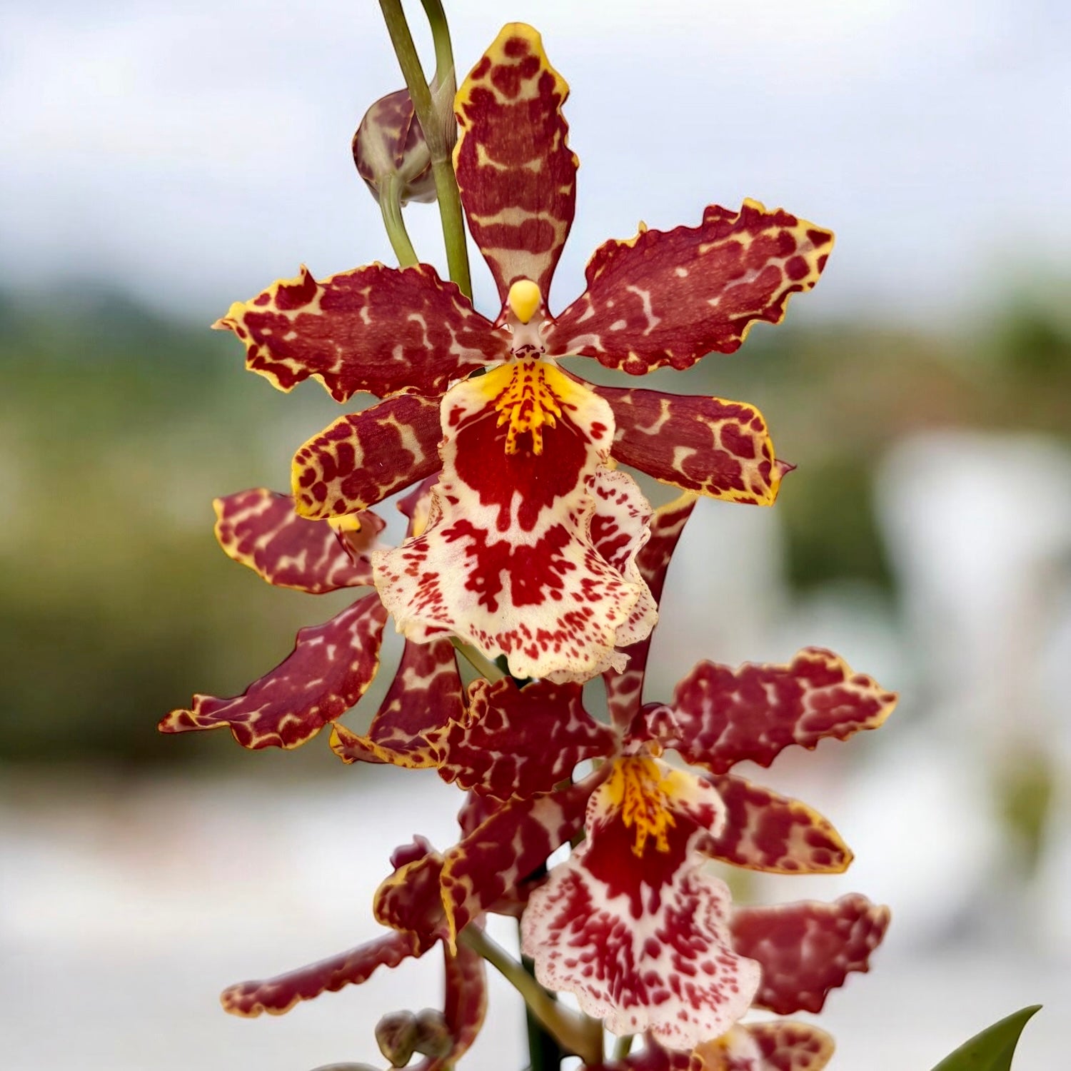 Odontocidium hybrid #22