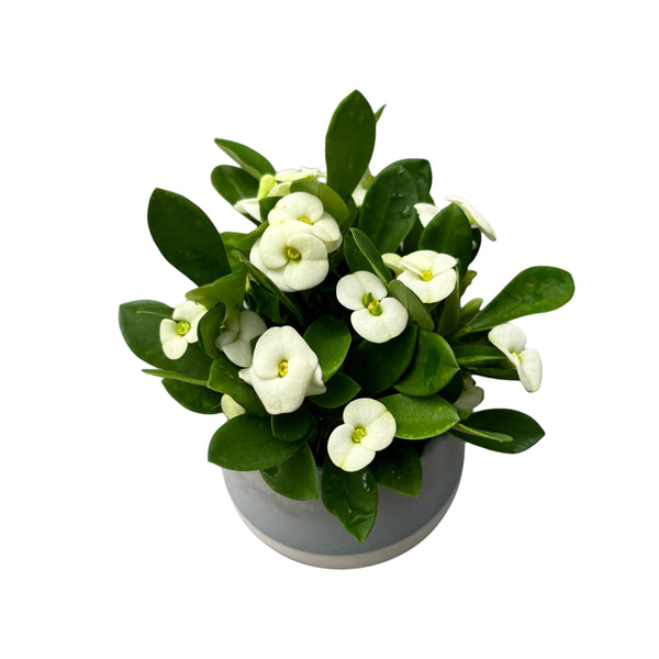 Euphorbia Milii White * Babyplant (Weiße Jesuskrone)