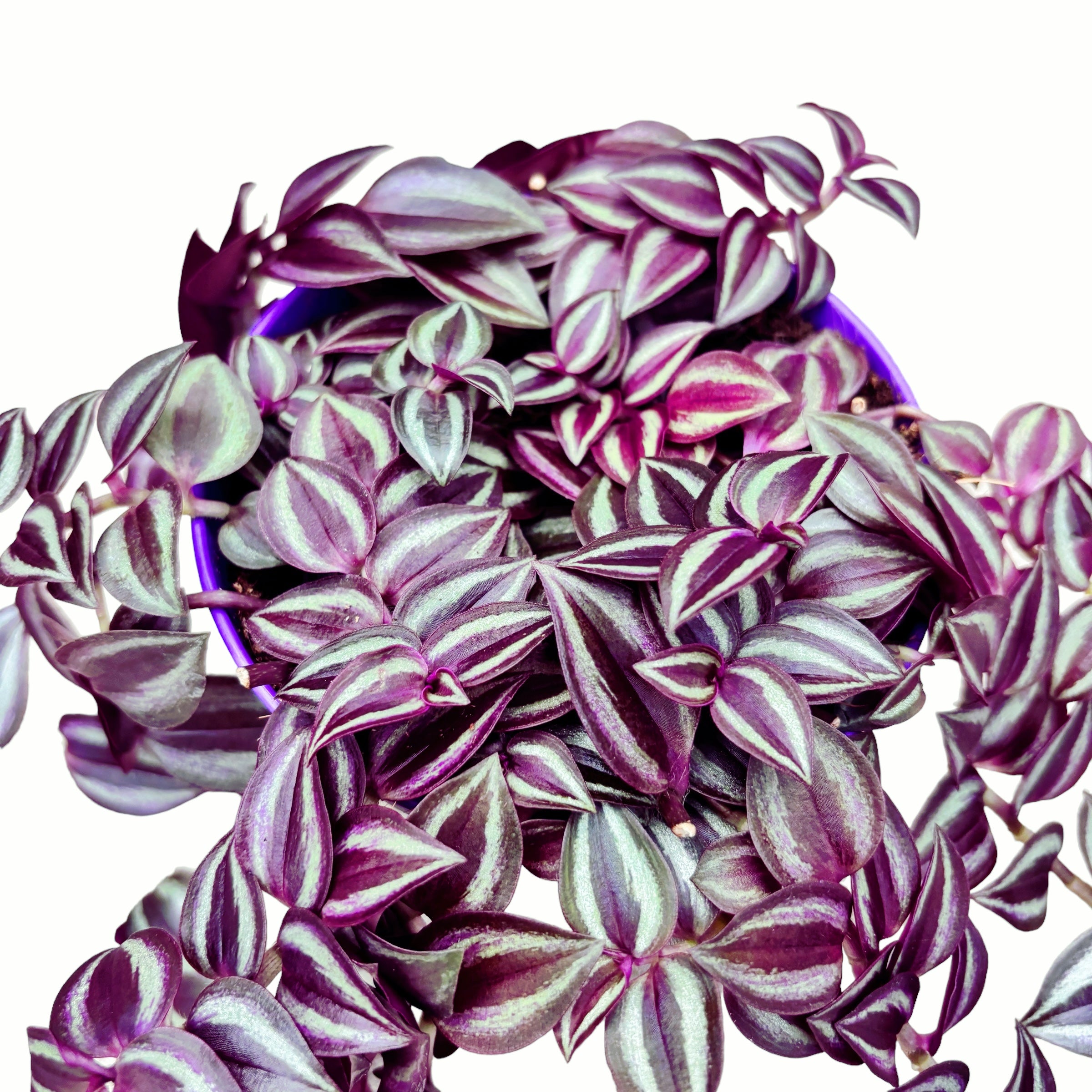 Tradescantia zebrina ‘Purple Passion’ - 5 plante/ghiveci