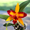 Rlc. Tzeng-Wen Queen - illatos