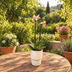 Phalaenopsis I-Hsin Venus peloric - intensiv duftende Blüten