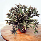 Rhipsalis baccifera subsp. horrida