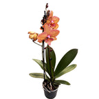 Phalaenopsis GC Reyoung Sisha (Big Lip)