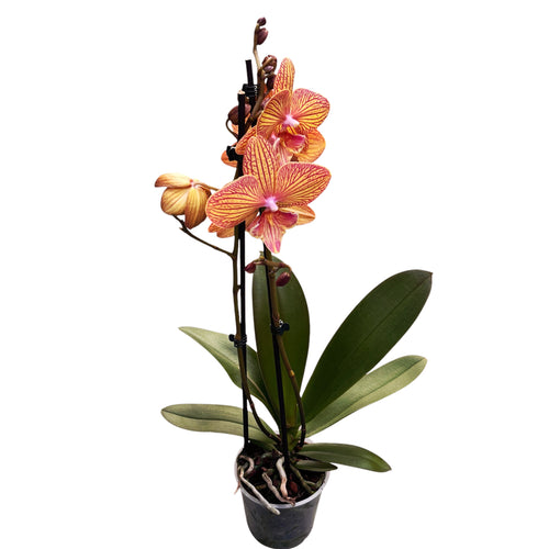 Phalaenopsis GC Reyoung Sisha (Nagy Ajkú)
