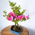 Bonsai Azalea Japonica (Rhododendron)