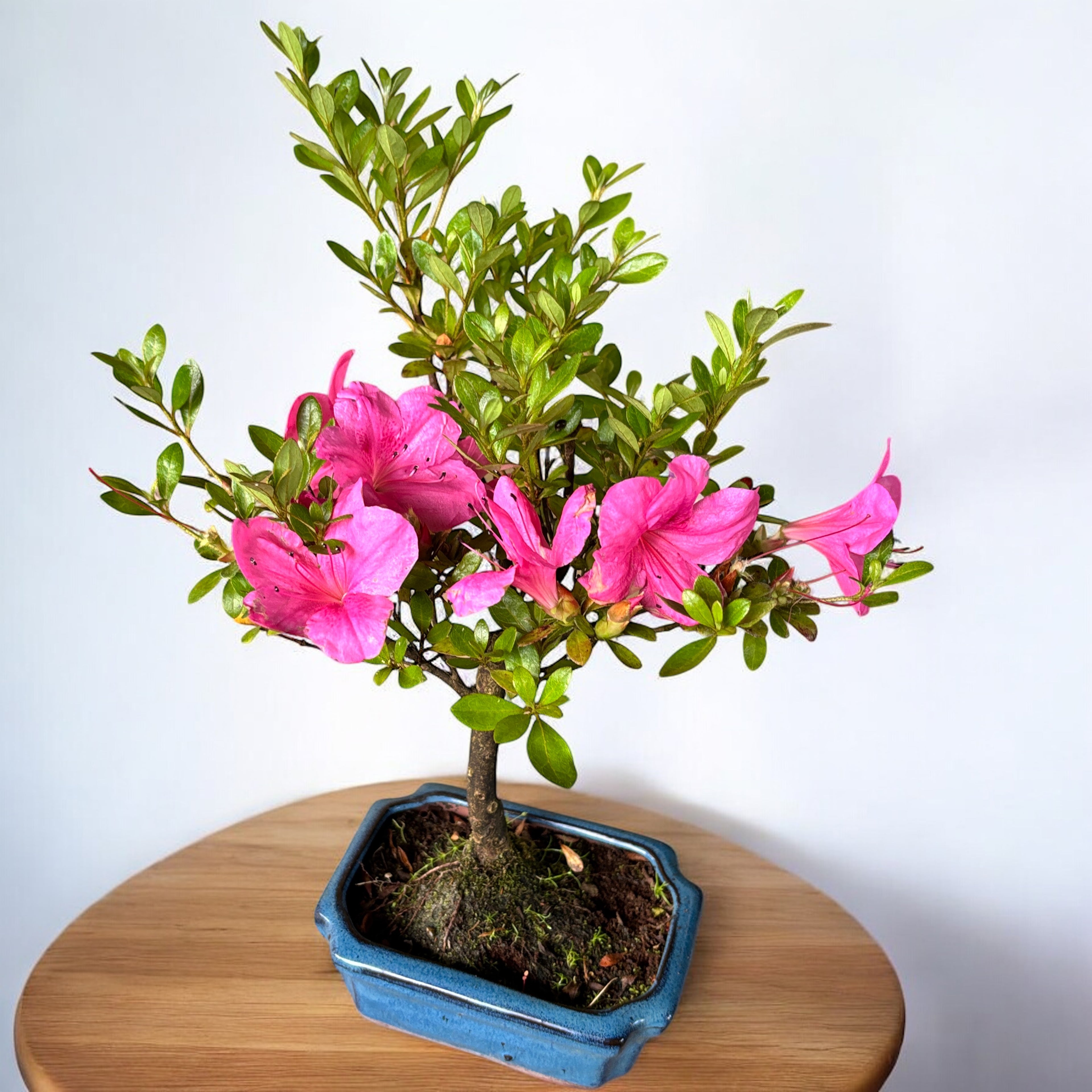 Bonsai Azalea Japonica (Rhododendron)
